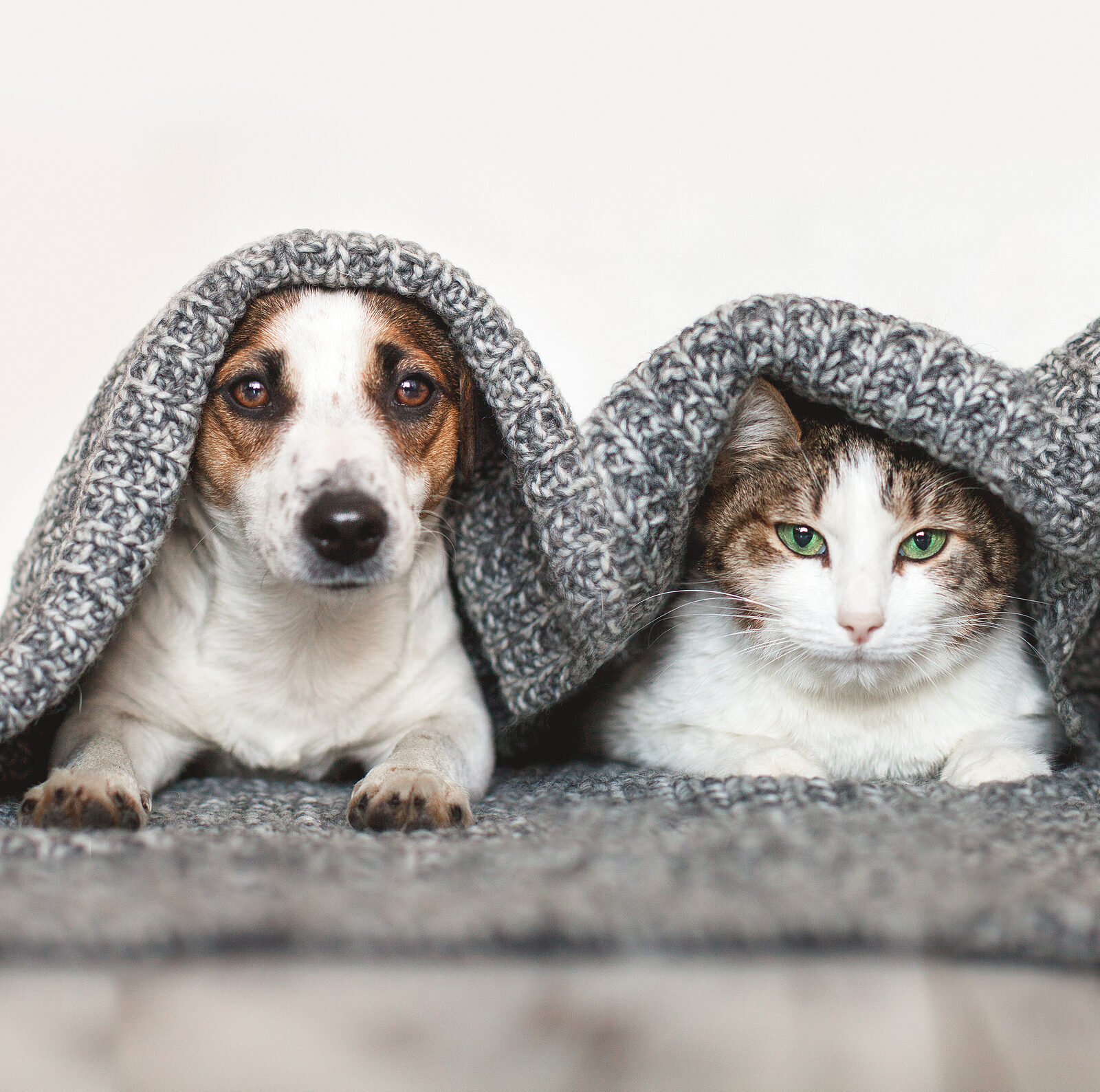 puppy and kitten under blanket