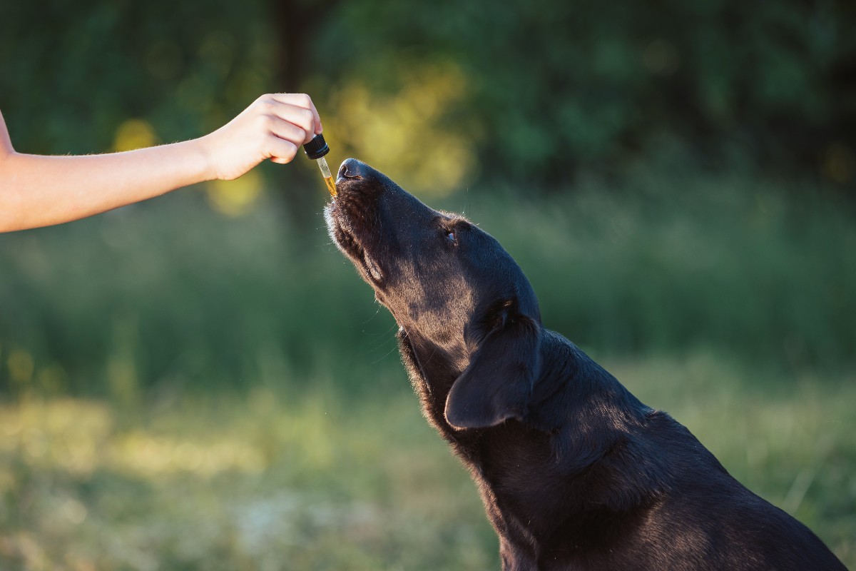 How to Give CBD Oil to Dogs